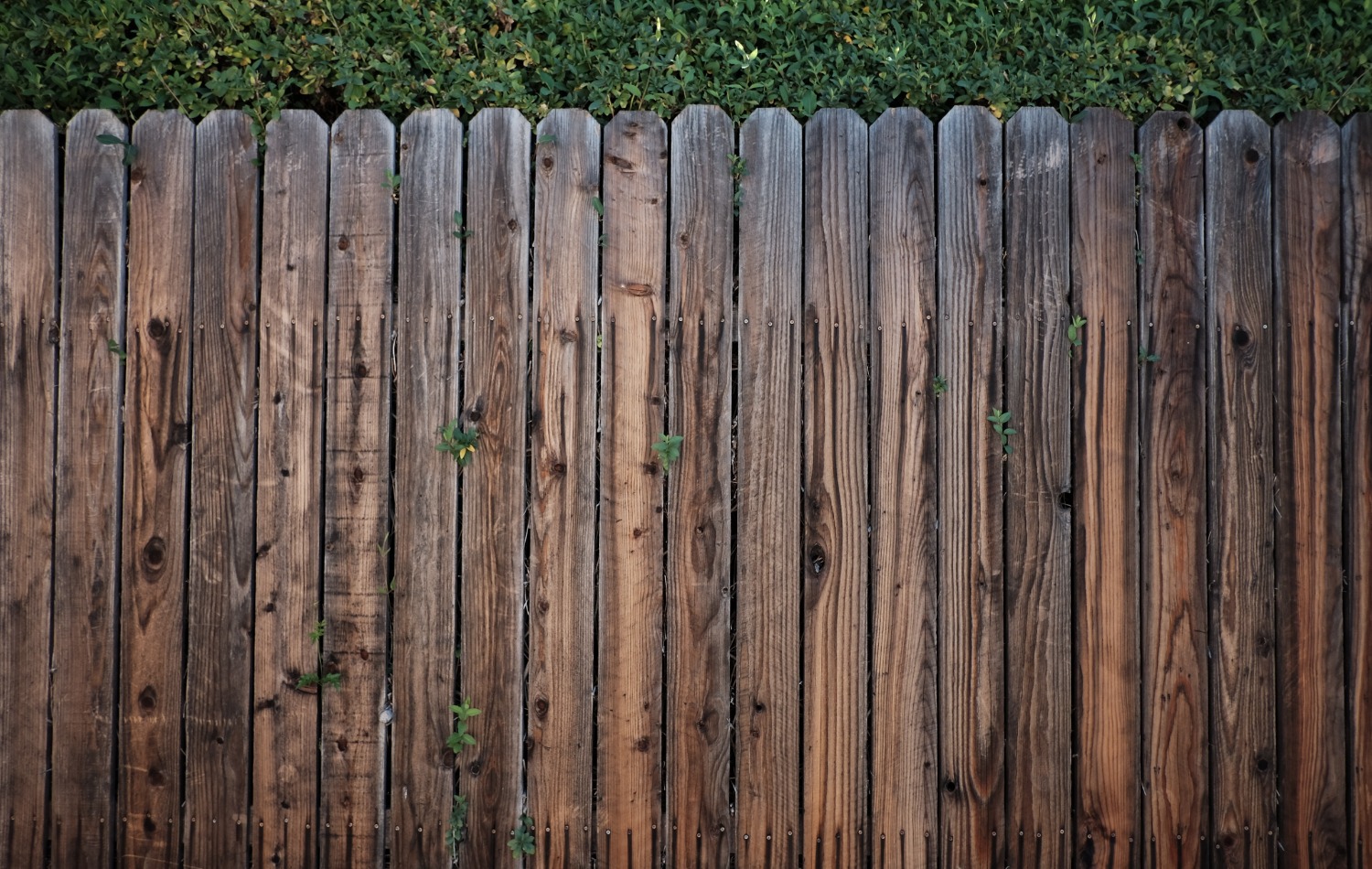 fence cleaning 6